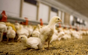 Hà Lan: Phát hiện chủng cúm gia cầm nguy hiểm